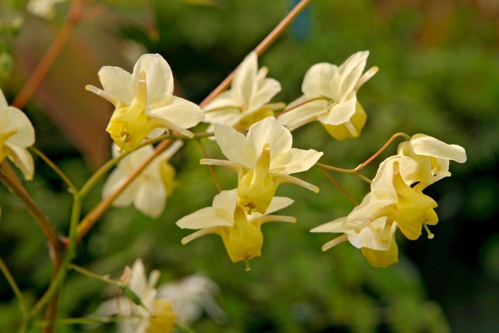 Elfenbloem (Epimedium versicolor 'Sulphureum')