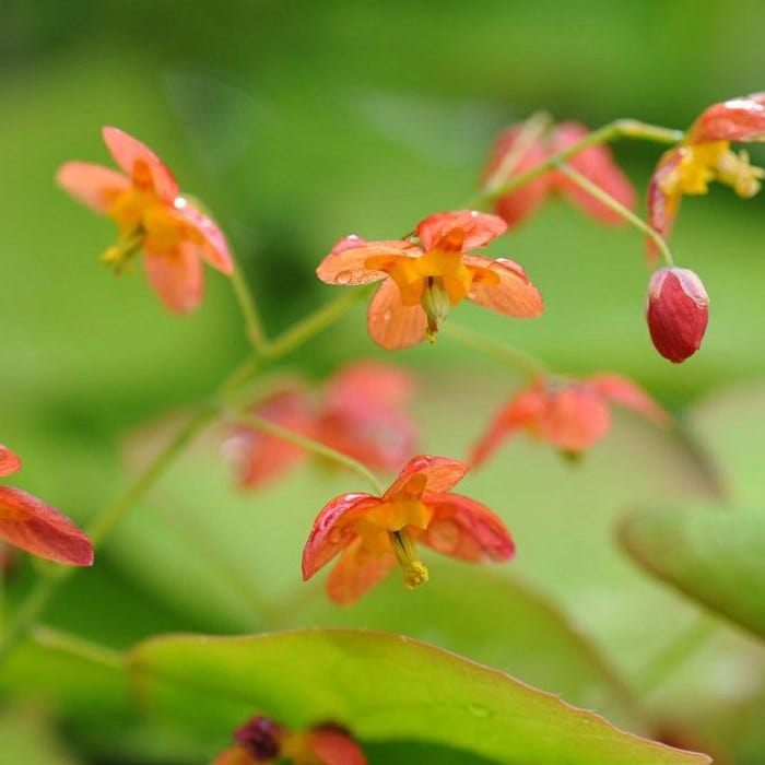 Elfenbloem (Epimedium warleyense)