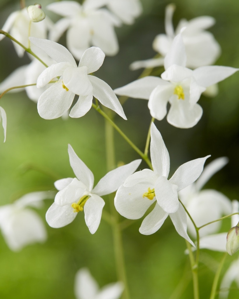 Elfenplant (Epimedium youngianum 'Niveum')