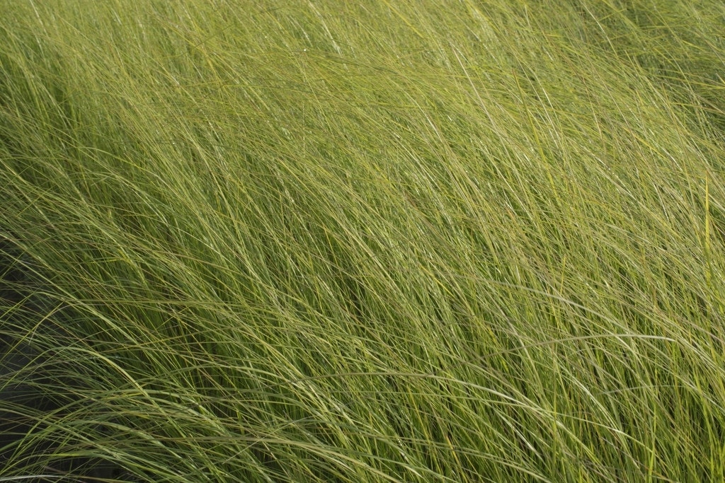 Liefdesgras (Eragrostis curvula)