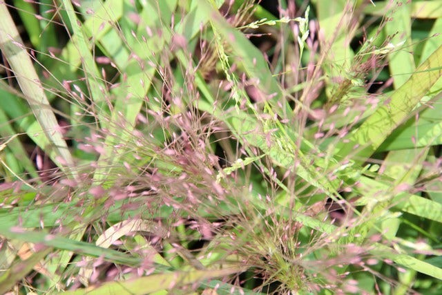 Liefdesgras (Eragrostis spectabilis)