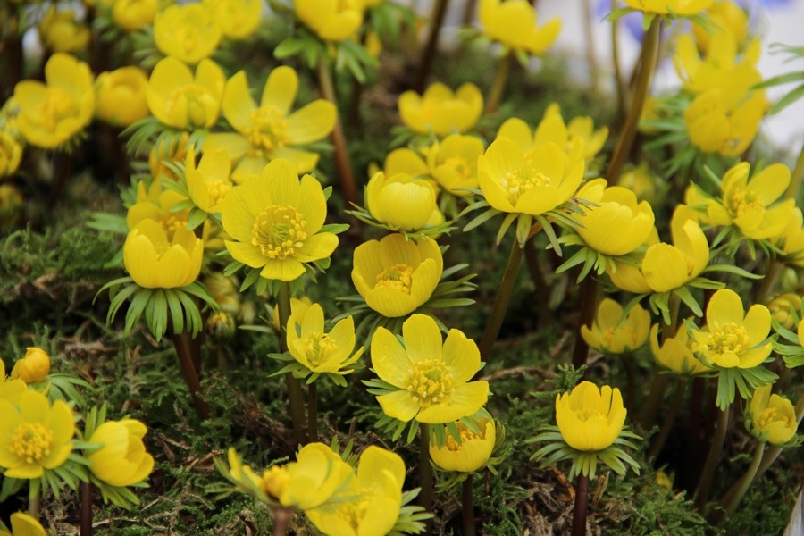 Winterakoniet (Eranthis cilicica)