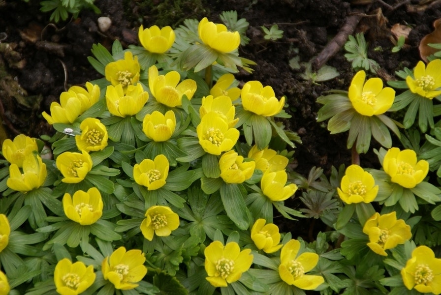 Winterakoniet (Eranthis hyemalis)