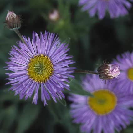 Fijnstraal (Erigeron 'Dunkelste Aller')