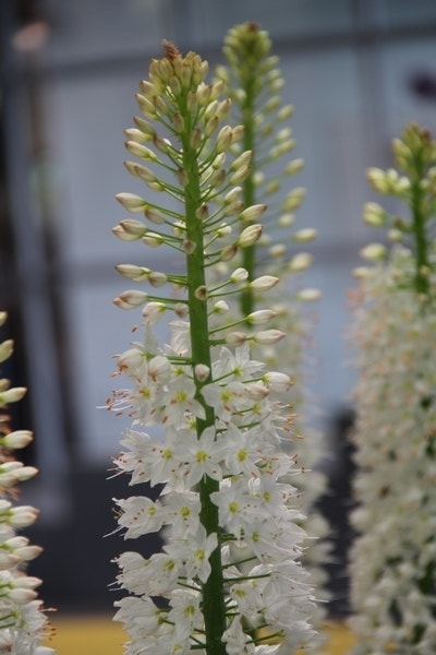 Naald van Cleopatra (Eremurus himalaicus)