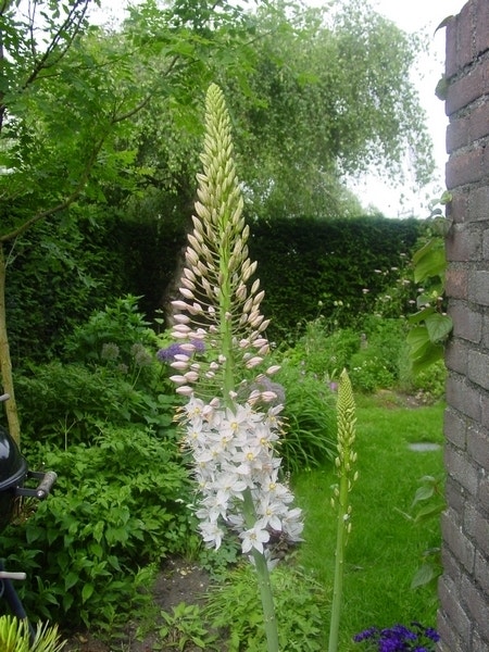 Naald van Cleopatra (Eremurus robustus), bloembol