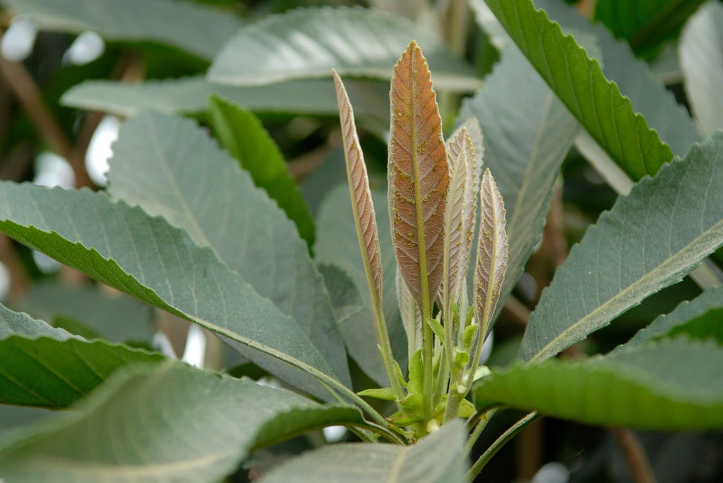 Japanse mispel (Eriobotrya japonica 'Coppertone')