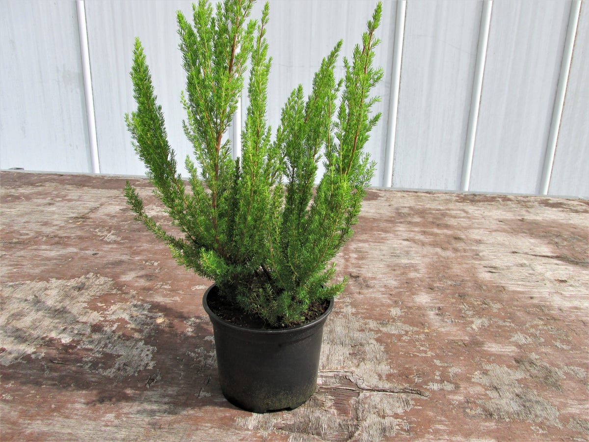 Witte Boomheide (Erica arborea 'Alpina')