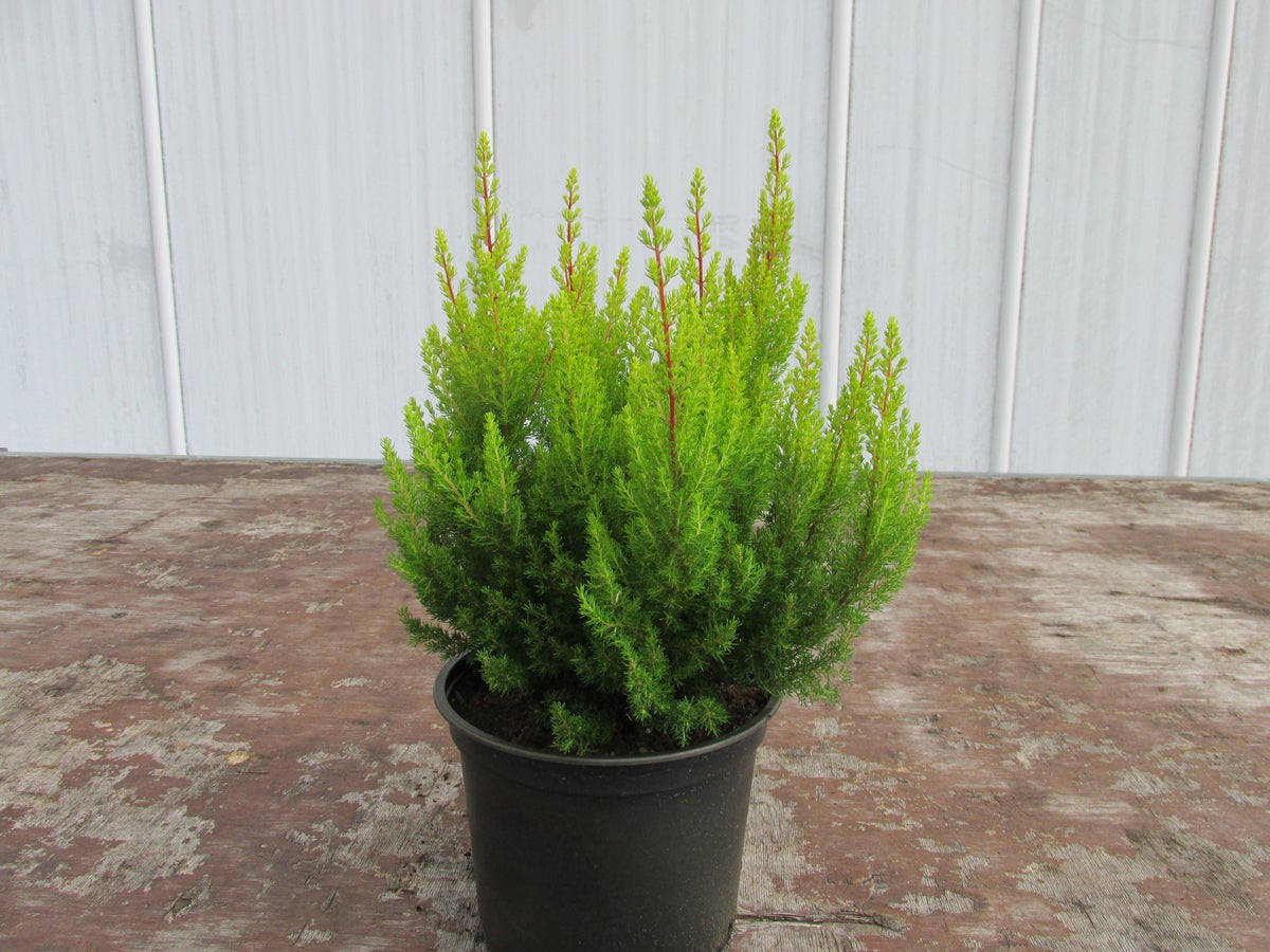 Geelbladige Boomheide (Erica arborea 'Estrella Gold')