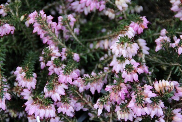 Rode winterheide (Erica carnea 'December Red')