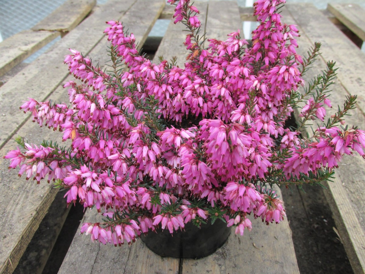 Winterheide (Erica carnea 'Rosalie')