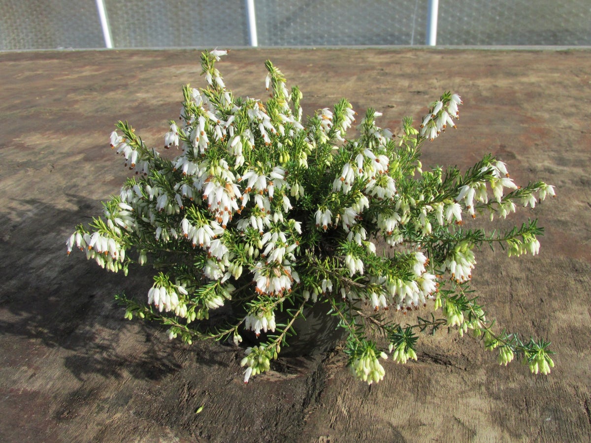 Winterheide (Erica carnea 'Springwood White')