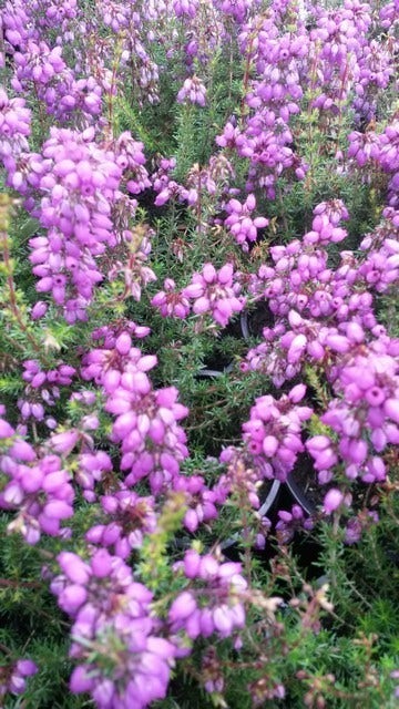 Dopheide  (Erica cinerea 'Pallas')