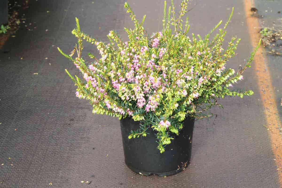 Winterheide lila-roze (Erica darleyensis 'Darley Dale')