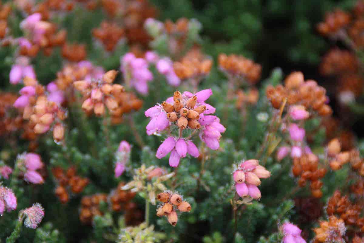 Dopheide rose (Erica tetralix ''Tina'')