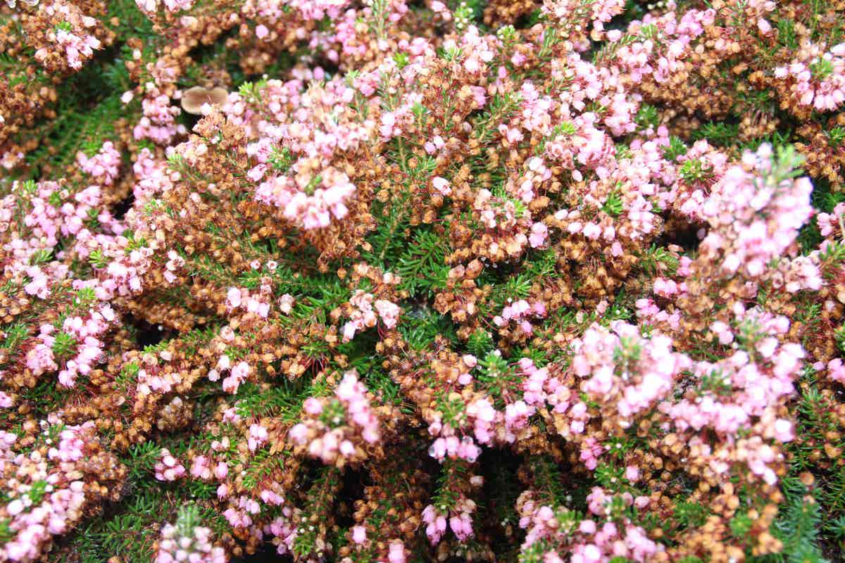 Zwerfheide donkerrose (Erica vagans 'Pyrenees Pink'')