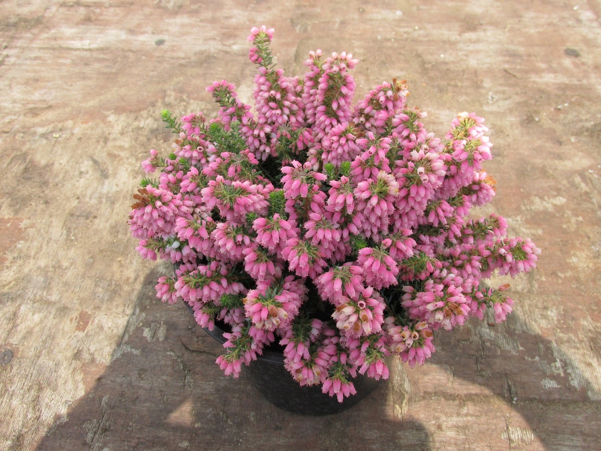 Zwerfheide (Erica williamsii 'Ken Wilson')