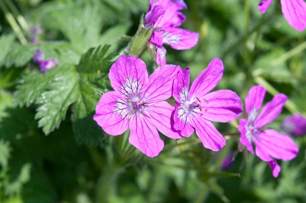 Reigersbek (Erodium manescavii)