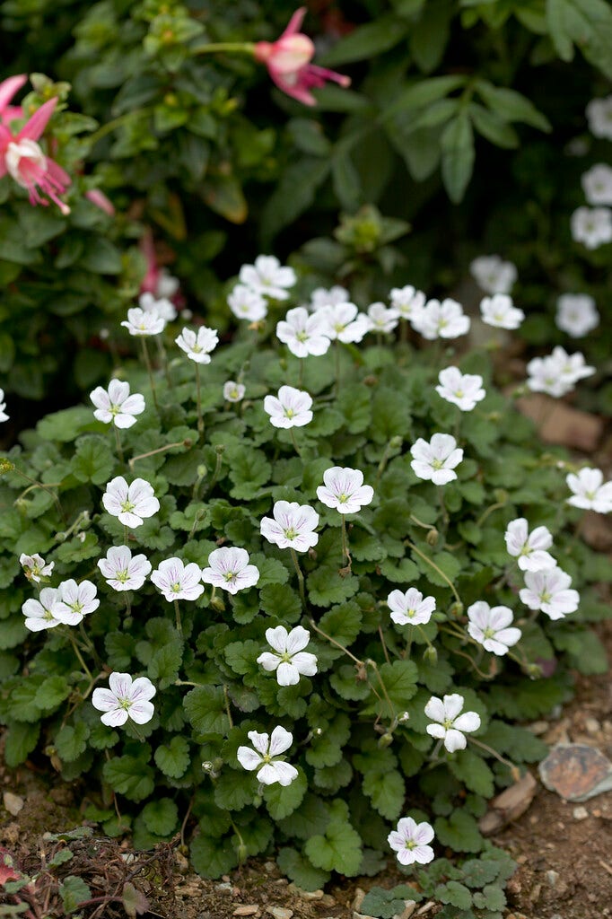 Reigersbek (Erodium variabile 'Album')