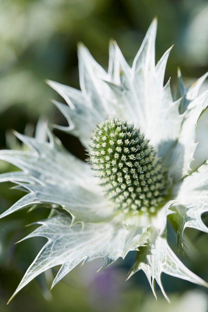 Kruisdistel (Eryngium giganteum 'Silver Ghost')