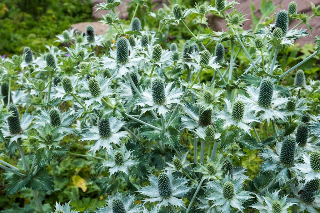 Kruisdistel (Eryngium giganteum)