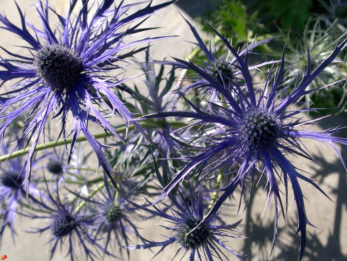 Kruisdistel (Eryngium 'Pen Blue')