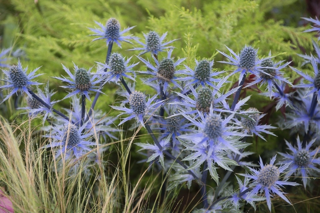 Blauwedistel (Eryngium planum)