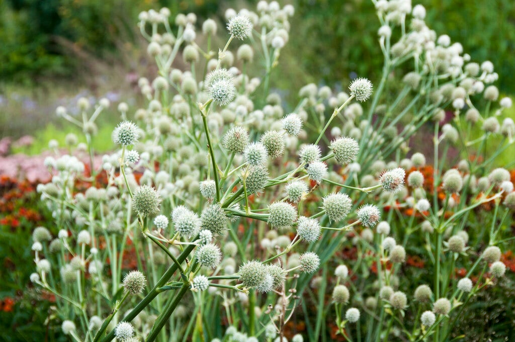 Kruisdistel (Eryngium yuccifolium)