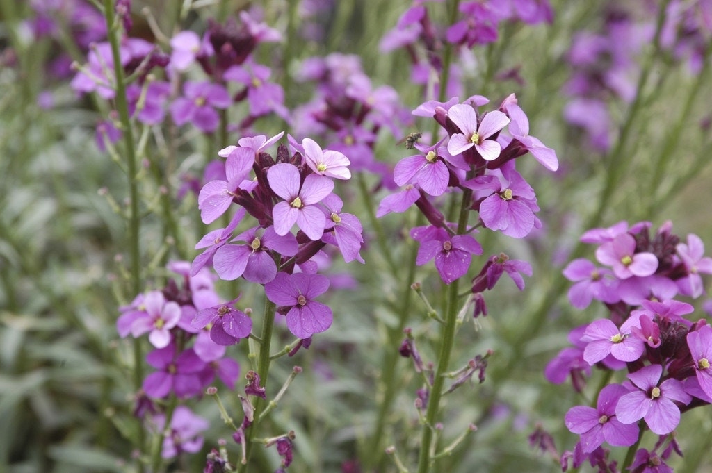 Muurbloem (Erysimum 'Bowles Mauve')