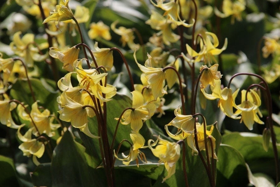 Hondstand (Erythronium 'Pagoda')