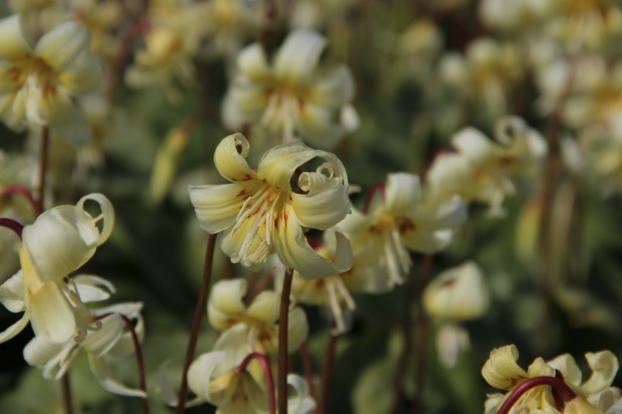 Hondstand (Erythronium tuolumnense 'White Beauty')