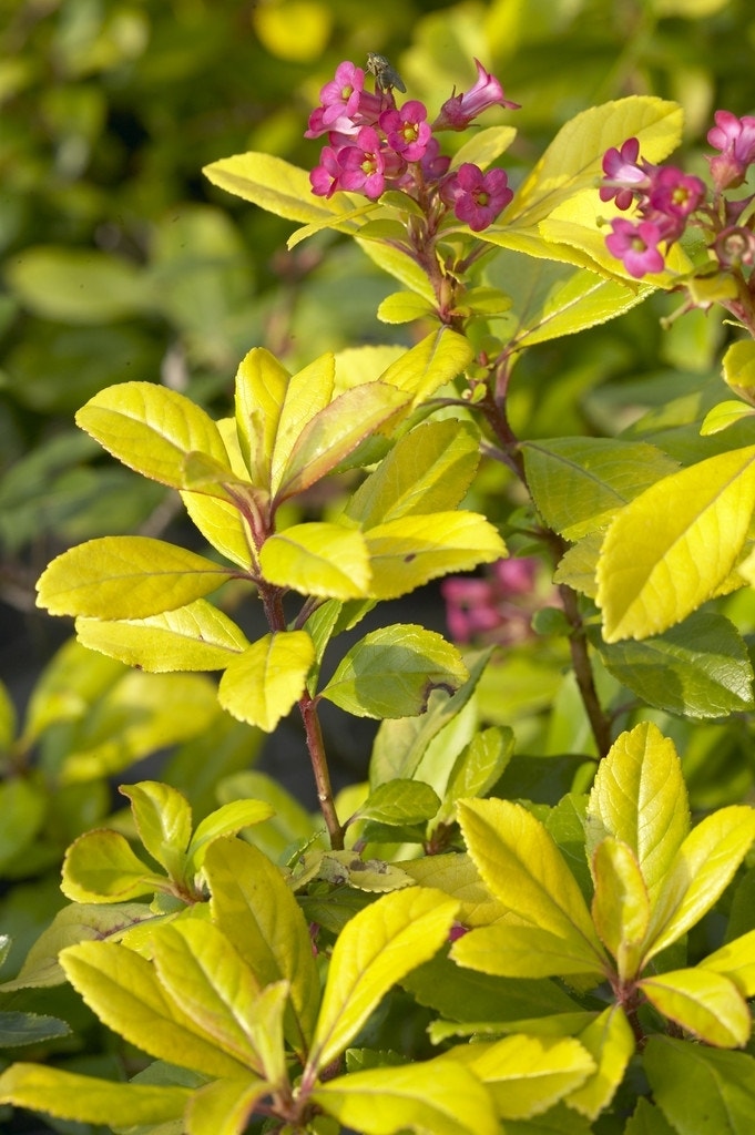 Escallonia  (Escallonia 'Gold Ellen')