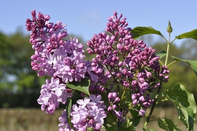 Sering (Syringa vulgaris hyacinthiflora 'Esther Staley')