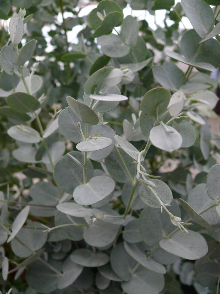 Winterharde Eucalyptus (Eucalyptus gunnii 'Azura')