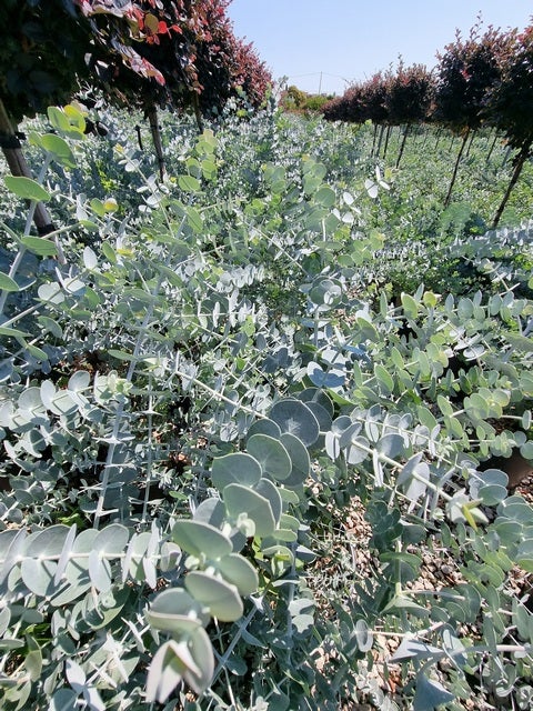 Gomboom (Eucalyptus pulverulenta 'Baby blue')