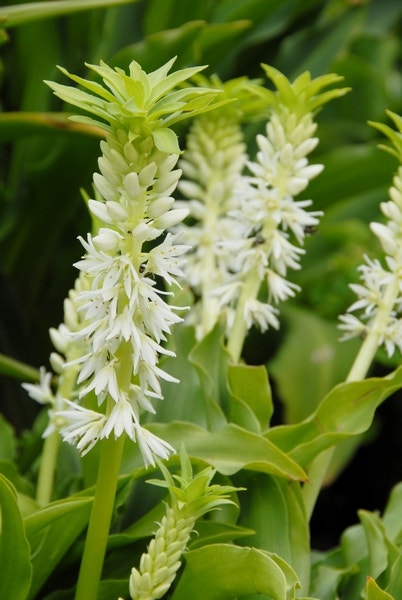 Eucomis (Eucomis autumnalis)