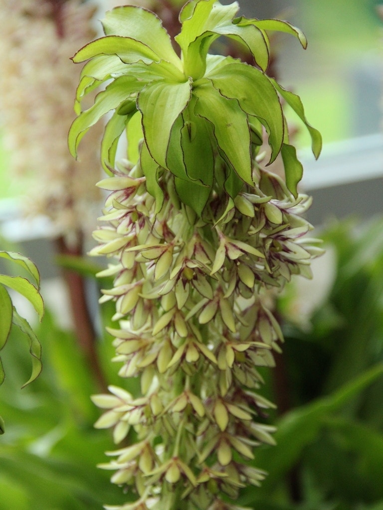 Eucomis (Eucomis Bicolor)