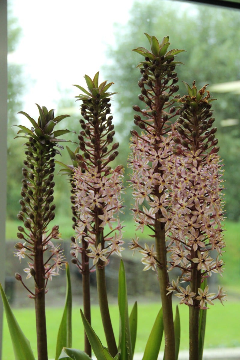 Ananasplant (Eucomis comosa)