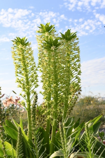 Eucomis (Eucomis pole-evansii)