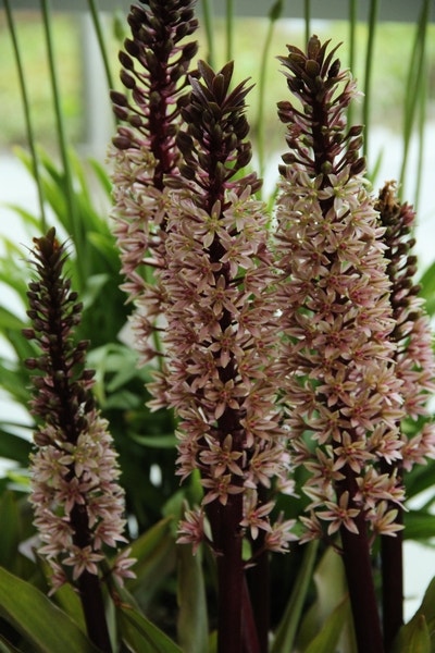 Ananasplant (Eucomis comosa 'Sparkling Burgundy')