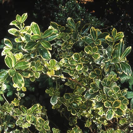 Kardinaalsmuts (Euonymus japonicus 'Albomarginatus')