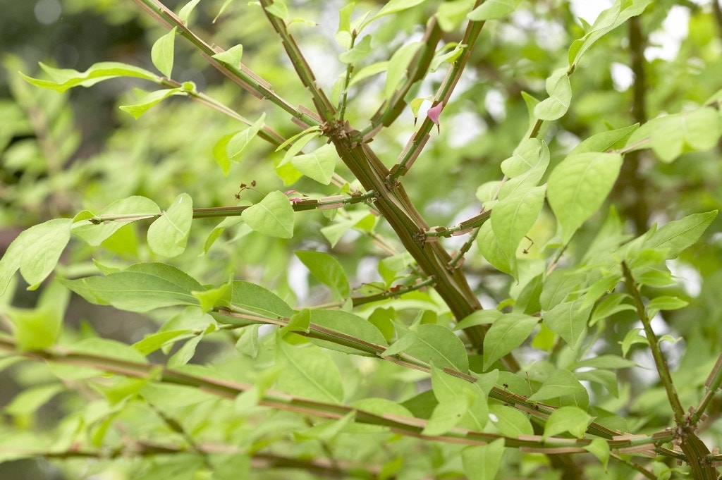 Kardinaalshoed (Euonymus alatus)