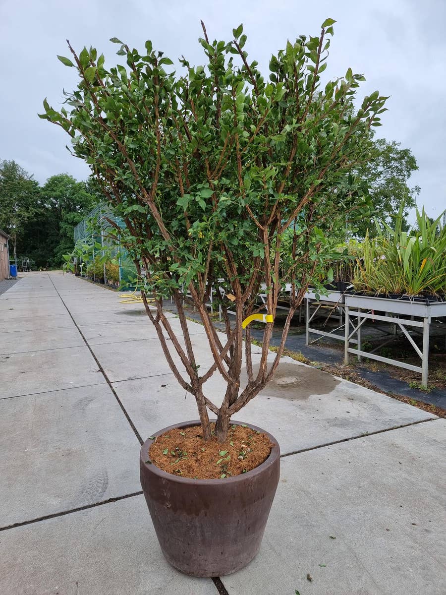 Meerstammige Kardinaalshoed (Euonymus alatus)