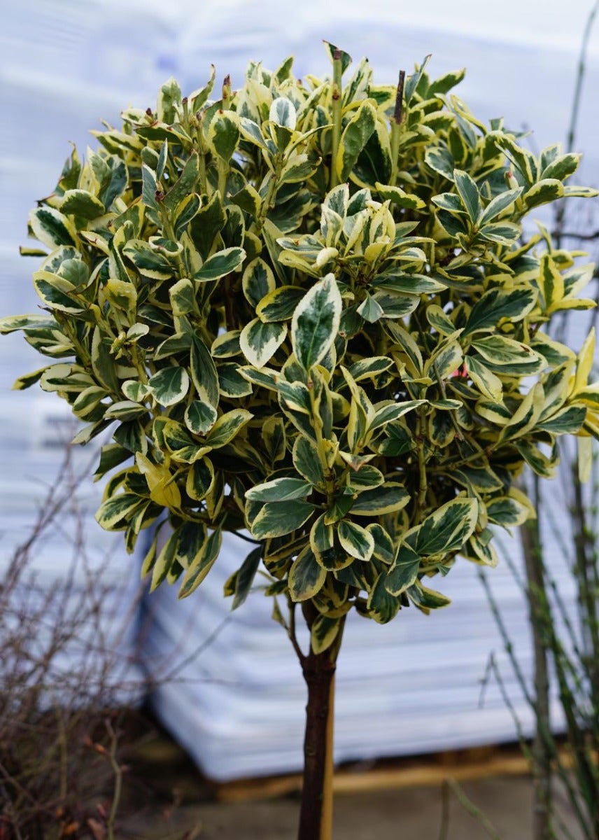 Kardinaalshoed op stam (Euonymus japonicus 'Bravo')