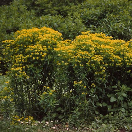 Moeraswolfsmelk (Euphorbia palustris)