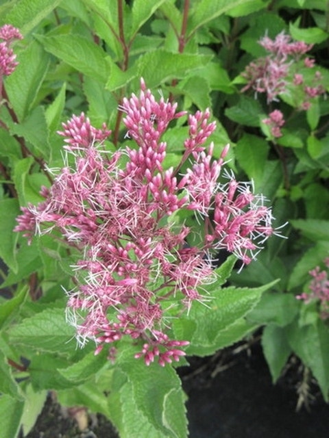 Leverkruid (Eupatorium maculatum 'Atropurpureum')