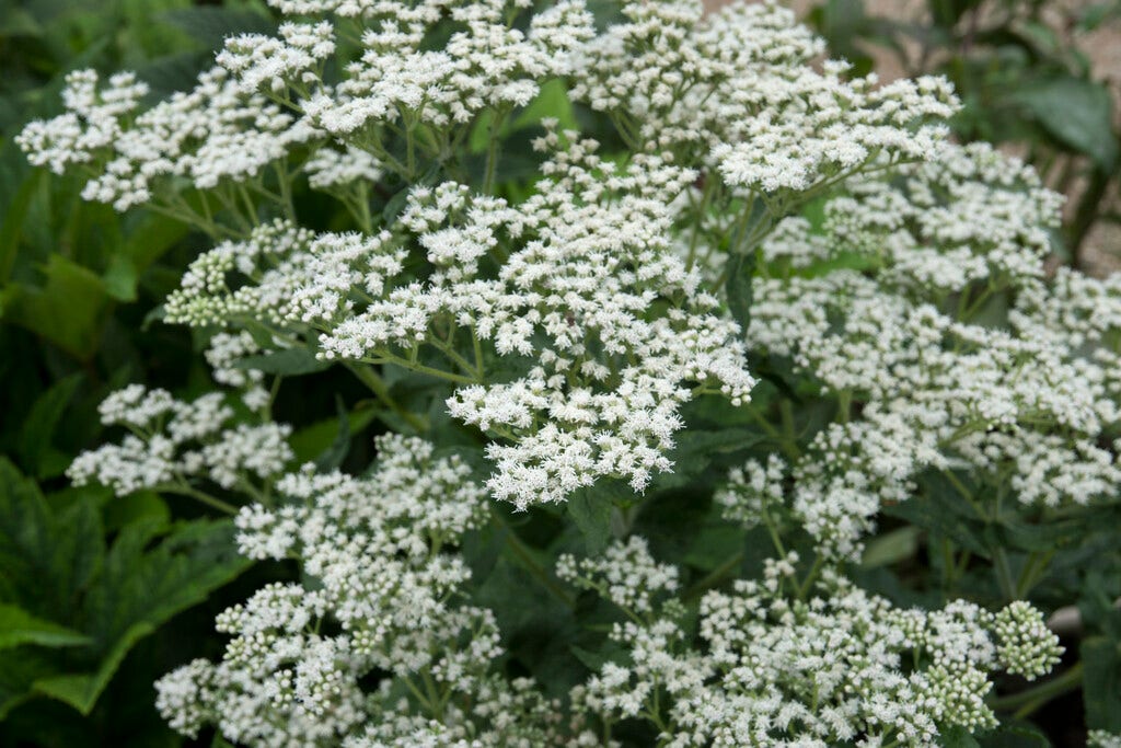 Leverkruid (Eupatorium perfoliatum)