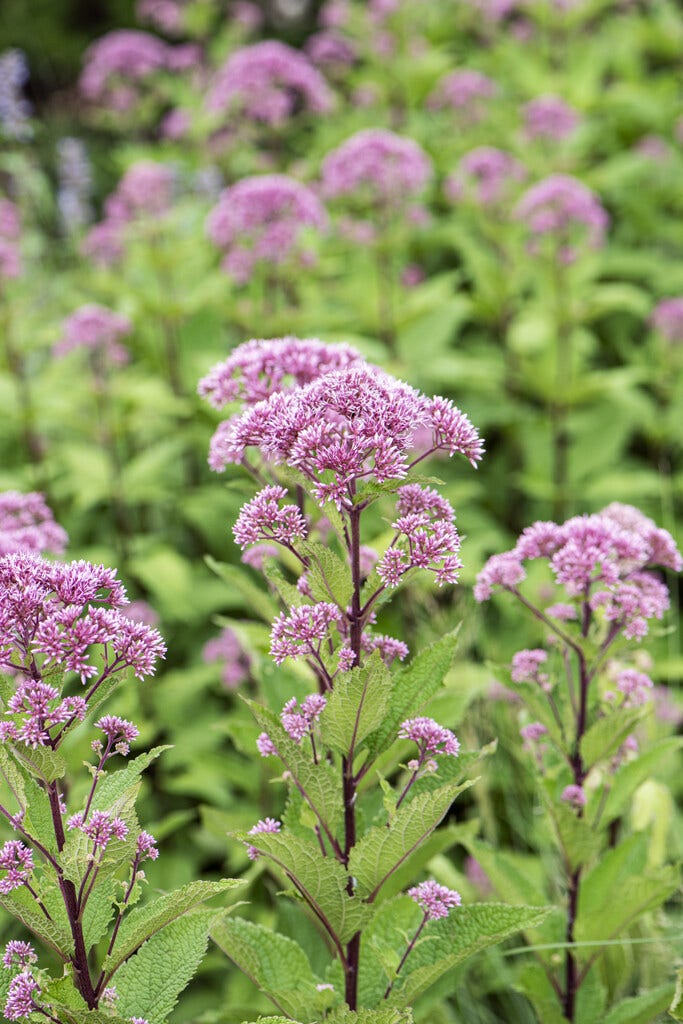 Leverkruid (Eupatorium purpureum)