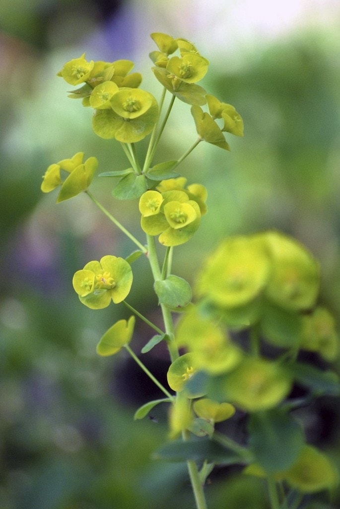 Wolfsmelk (Euphorbia amygdaloides robbiae)