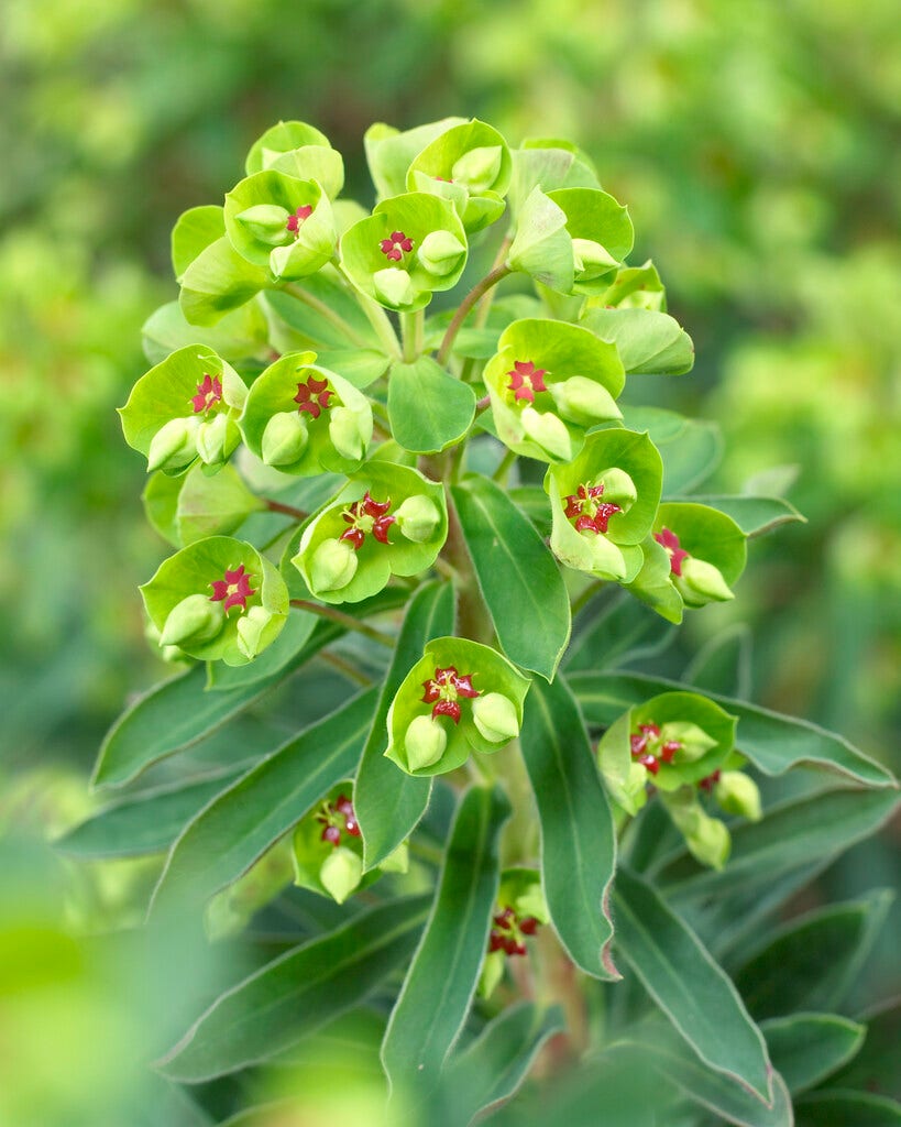 Wolfsmelk (Euphorbia 'Baby Charm')